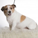 Hundfotografering