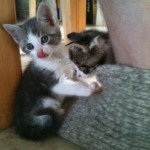 Katter kostar pengar